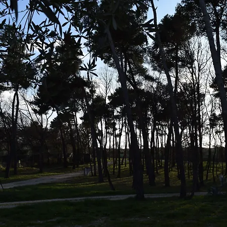 캠프장 Villaggio Bosco Selva