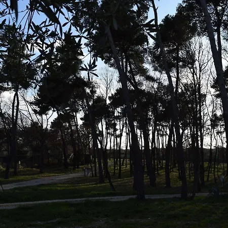 Villaggio Bosco Selva